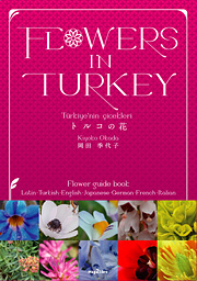 トルコの花
